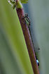 Blue-tailed Damselfly resting in vegetation