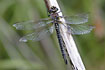 Hairy Dragonfly female resting in vegetation
