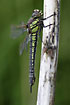 Hairy Dragonfly female resting in vegetation