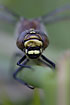 Photo ofHairy Dragonfly (Brachytron pratense). Photographer: 