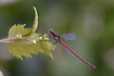Large Red Damselfly male resting in vegetation