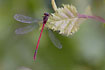 Large Red Damselfly male resting in vegetation