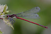 Large Red Damselfly male resting in vegetation
