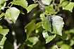 Club-tailed Dragonfly male resting on leaf