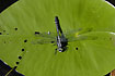Club-tailed Dragonfly male resting on floating leaf of White Water-lily (Nymphaea alba)