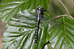 Club-tailed Dragonfly male resting on leaf