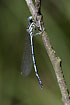 White-legged Damselfly male resting in vegetation