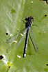 Red-eyed Damselfly male resting on floating leaf of White Water-lily (Nymphaea alba) 