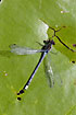 Red-eyed Damselfly male resting on floating leaf of White Water-lily (Nymphaea alba)