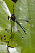 Red-eyed Damselfly male resting on floating leaf of White Water-lily (Nymphaea alba)