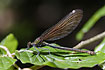 Foto af Blvinget Pragtvandnymfe (Calopteryx virgo). Fotograf: 