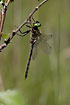 Photo ofNorthern Emerald (Somatochlora arctica). Photographer: 