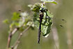 Photo ofNorthern Emerald (Somatochlora arctica). Photographer: 