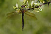 Foto af Glinsende Smaragdlibel (Somatochlora metallica). Fotograf: 