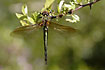 Foto af Glinsende Smaragdlibel (Somatochlora metallica). Fotograf: 