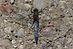 Black-tailed Skimmer male taking a sun bath on the ground