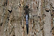 Black-tailed Skimmer male taking a sun bath on a trunk