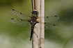 Four-spotted Chaser male guards its territory