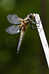 Four-spotted Chaser male guards its territory
