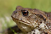 Common Toad in close-up af the head