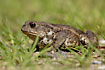 Common Toad 