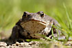 Common Toad in frontalt view