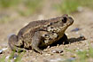 Common Toad on ground amongst green grass