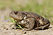 Common Toad on ground amongst green grass