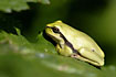 European Tree Frog on green leaf