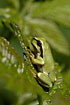 European Tree Frog hangs on green leaves