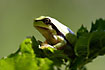 European Tree Frog on green leaves