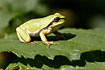 European Tree Frog on green leaves
