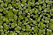 Greater Duckweed on water