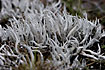 Foto af Hvid Ormlav (Thamnolia vermicularis). Fotograf: 