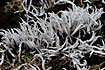White-worm Lichen (Thamnolia vermicularis) grows on the ground