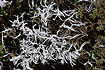 White-worm Lichen (Thamnolia vermicularis) amongst other lichens on the ground