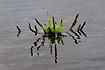 Greater Plantain standing in water in its own reflections