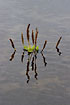 Greater Plantain standing in water in its own reflections
