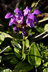 Flowering plant of the species Large Self-heal - very rare and threatened with extinction in Denmark