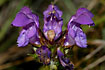 Flowers of the plant Large Self-heal in close-up - very rare and threatened with extinction in Denmark