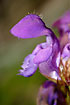Flower of the plant Large Self-heal in close-up - very rare and threatened with extinction in Denmark