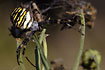 Dorsal view of a female Wasp Spider resting in a plant
