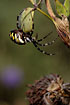 A female Wasp Spider rests on the lower side of a leaf