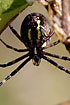 Ventral view of the Wasp Spider female with close-up on the spinnerets and a single strand of silk