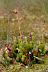 Photo ofPitcherplant (Sarracenia purpurea). Photographer: 