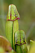 Tubular shaped leaf of the carnivorous Pitcher-plant in close-up