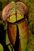 Foto af Fluetrompet (Sarracenia purpurea). Fotograf: 