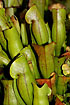 Tubular shaped leaves of the carnivorous Pitcher-plant