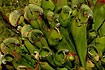 Tubular shaped leaves of the carnivorous Pitcher-plant with fluid in the bottom of the tubes containing digestive juices that will consume the insect prey
