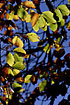 Leaves of the tree Beech in autumn colours and partly against the sun